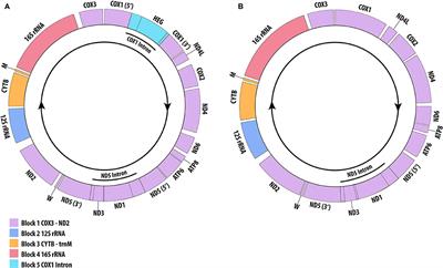 Phylogenetics and Mitogenome Organisation in Black Corals (Anthozoa: Hexacorallia: Antipatharia): An Order-Wide Survey Inferred From Complete Mitochondrial Genomes